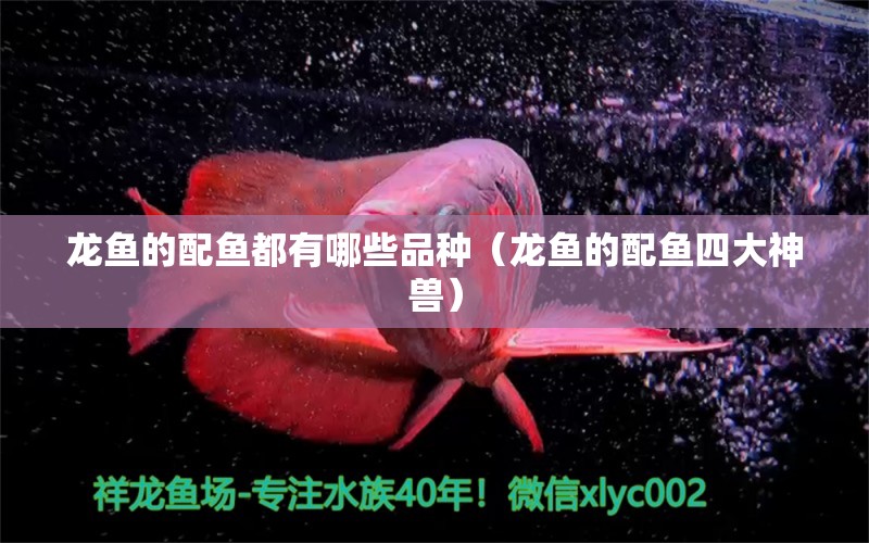 龍魚的配魚都有哪些品種（龍魚的配魚四大神獸）