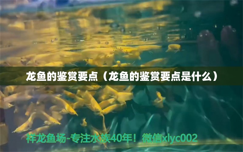 龍魚的鑒賞要點（龍魚的鑒賞要點是什么） 龍魚疾病與治療