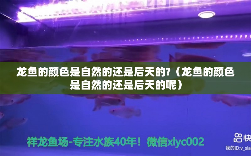 龍魚的顏色是自然的還是后天的?（龍魚的顏色是自然的還是后天的呢） 廣州龍魚批發(fā)市場(chǎng)