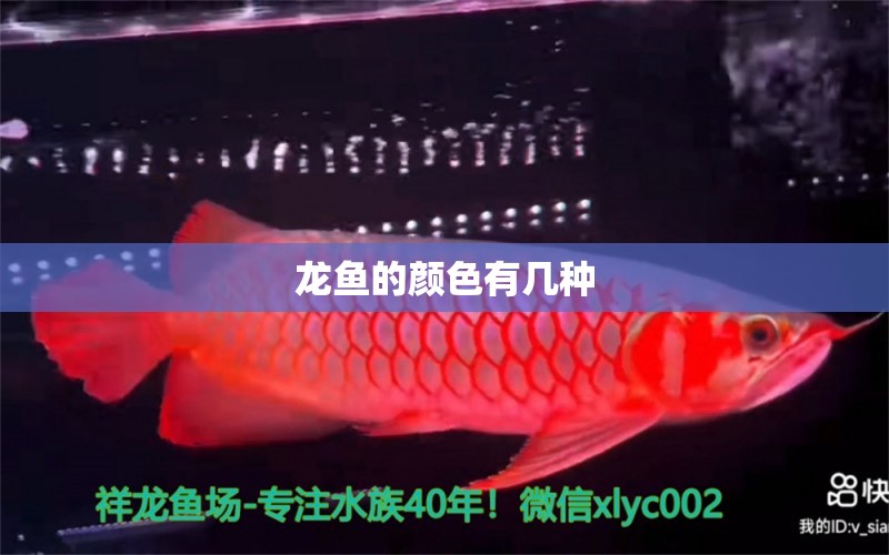 龍魚的顏色有幾種 龍魚百科 第2張