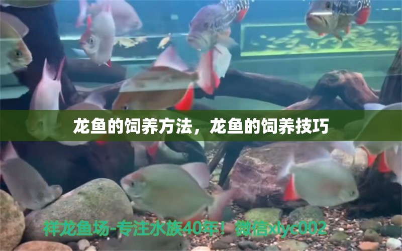 龍魚的飼養(yǎng)方法，龍魚的飼養(yǎng)技巧