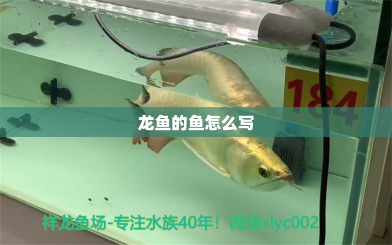 龍魚(yú)的魚(yú)怎么寫