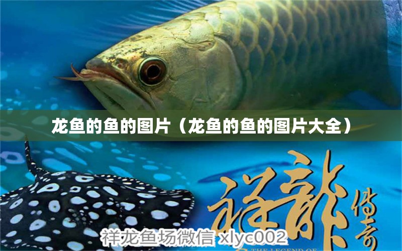 龍魚(yú)的魚(yú)的圖片（龍魚(yú)的魚(yú)的圖片大全） 廣州龍魚(yú)批發(fā)市場(chǎng)