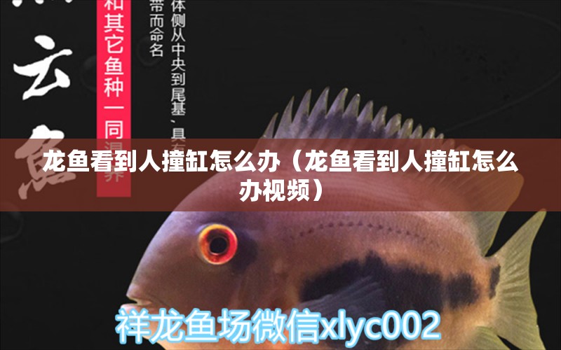 龍魚看到人撞缸怎么辦（龍魚看到人撞缸怎么辦視頻）