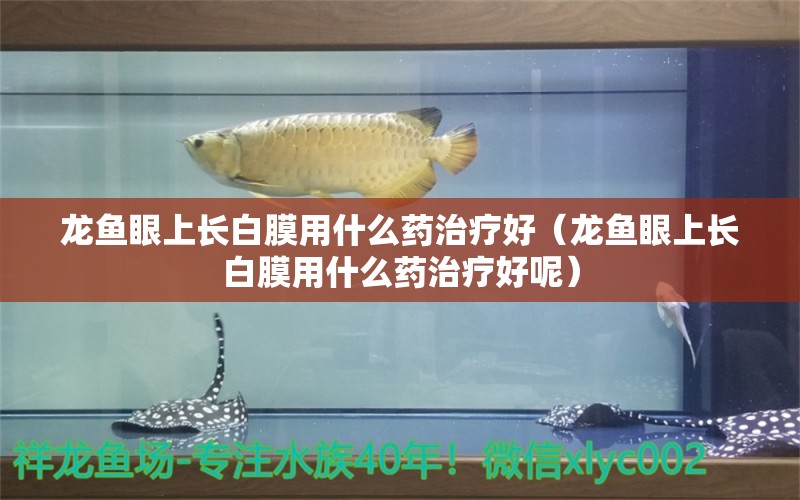 龍魚眼上長白膜用什么藥治療好（龍魚眼上長白膜用什么藥治療好呢） 量子養(yǎng)魚技術(shù)