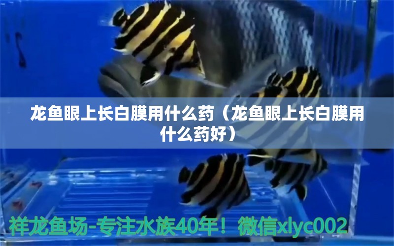 龍魚眼上長白膜用什么藥（龍魚眼上長白膜用什么藥好）