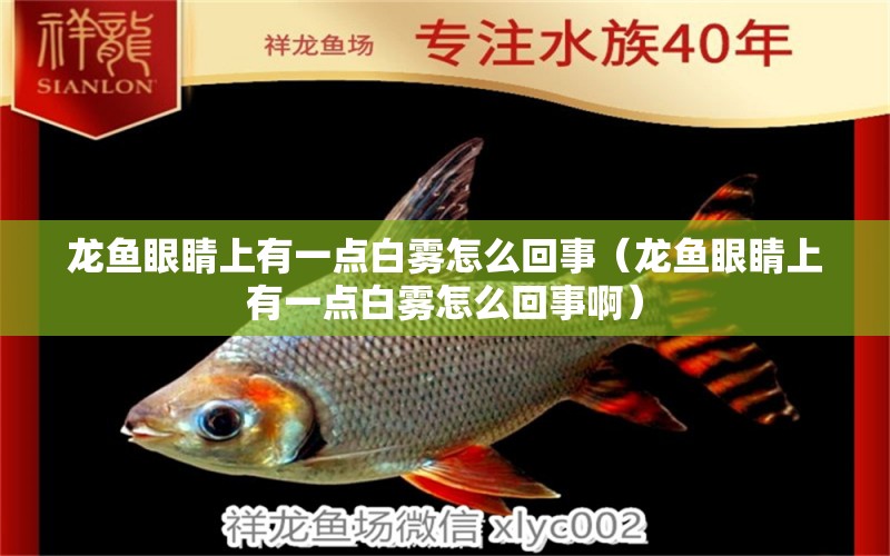 龍魚(yú)眼睛上有一點(diǎn)白霧怎么回事（龍魚(yú)眼睛上有一點(diǎn)白霧怎么回事?。? title=