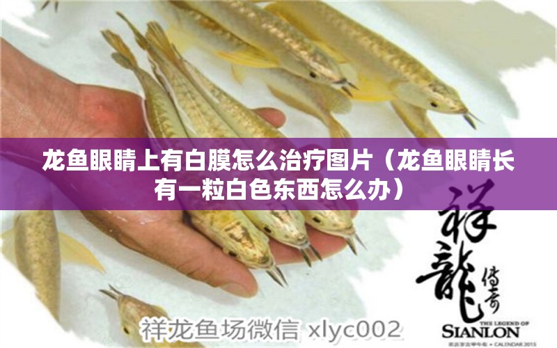 龍魚眼睛上有白膜怎么治療圖片（龍魚眼睛長(zhǎng)有一粒白色東西怎么辦）