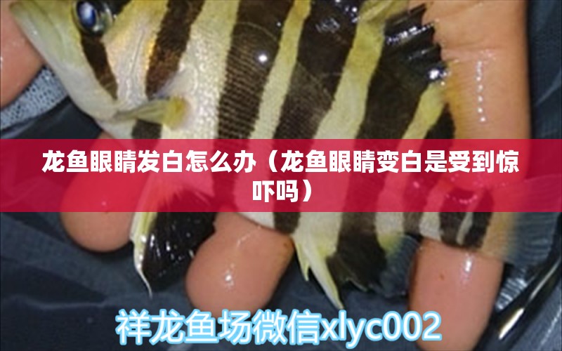 龍魚眼睛發(fā)白怎么辦（龍魚眼睛變白是受到驚嚇嗎） 名貴錦鯉魚