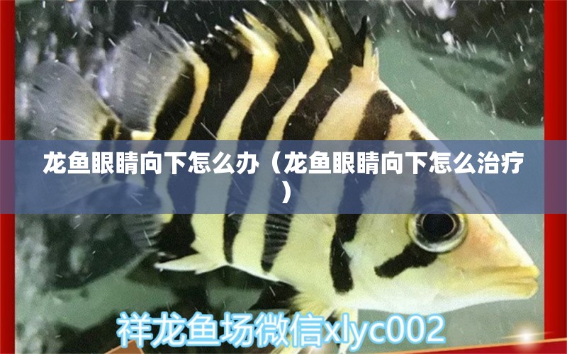 龍魚眼睛向下怎么辦（龍魚眼睛向下怎么治療） 祥龍水族醫(yī)院