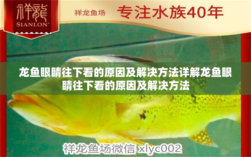 龍魚眼睛往下看的原因及解決方法詳解龍魚眼睛往下看的原因及解決方法 虎紋銀版魚