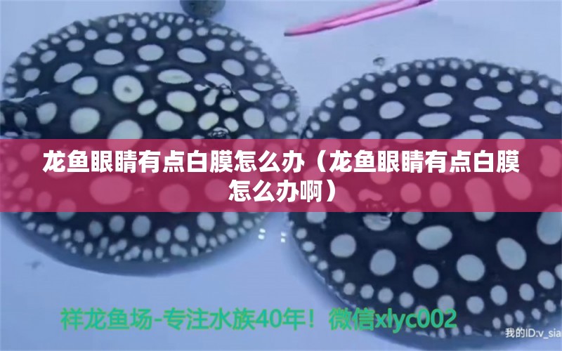 龍魚眼睛有點白膜怎么辦（龍魚眼睛有點白膜怎么辦?。? title=