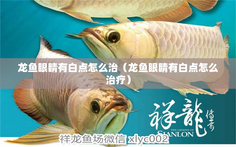 龍魚眼睛有白點(diǎn)怎么治（龍魚眼睛有白點(diǎn)怎么治療）