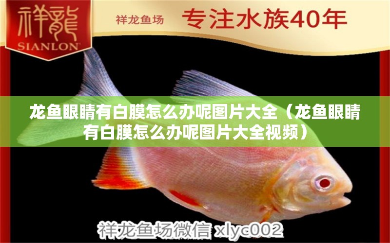 龍魚眼睛有白膜怎么辦呢圖片大全（龍魚眼睛有白膜怎么辦呢圖片大全視頻）