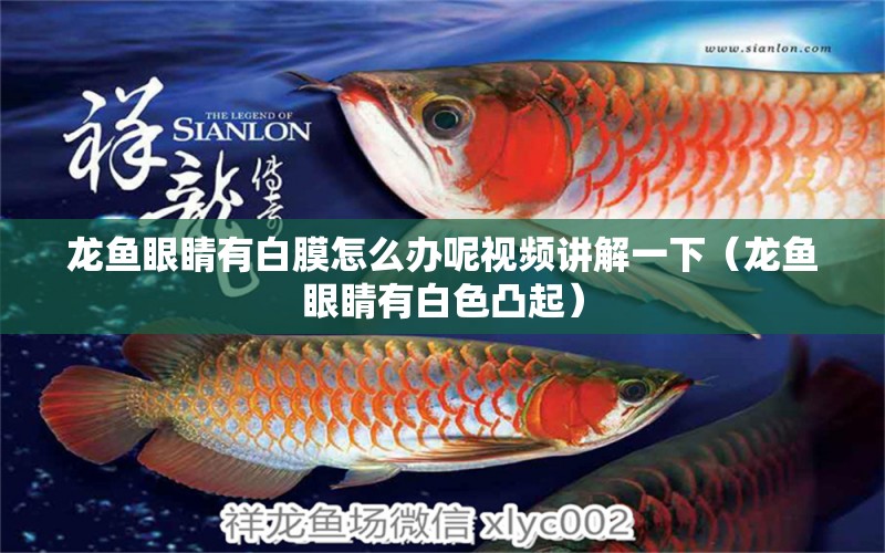 龍魚眼睛有白膜怎么辦呢視頻講解一下（龍魚眼睛有白色凸起）