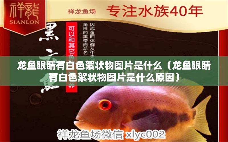 龍魚眼睛有白色絮狀物圖片是什么（龍魚眼睛有白色絮狀物圖片是什么原因） 斑馬狗頭魚