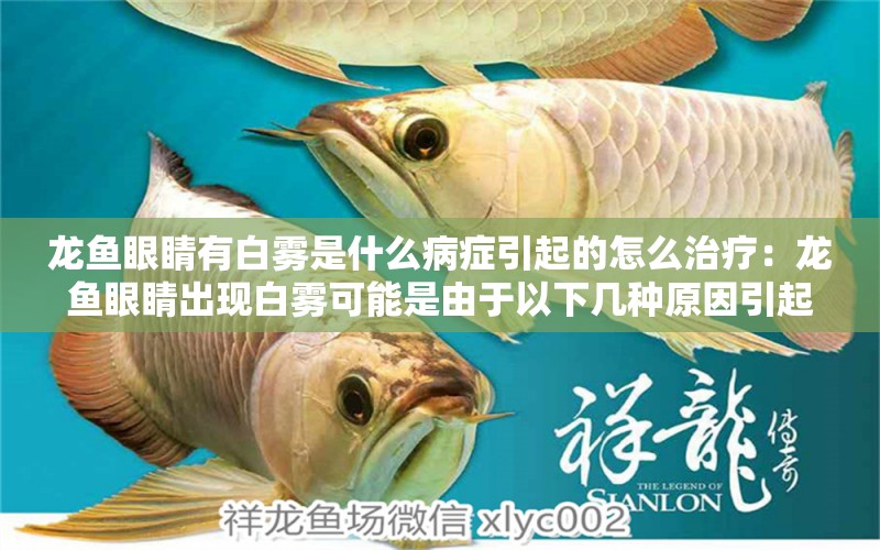 龍魚眼睛有白霧是什么病癥引起的怎么治療：龍魚眼睛出現(xiàn)白霧可能是由于以下幾種原因引起的治療方法 龍魚百科 第2張