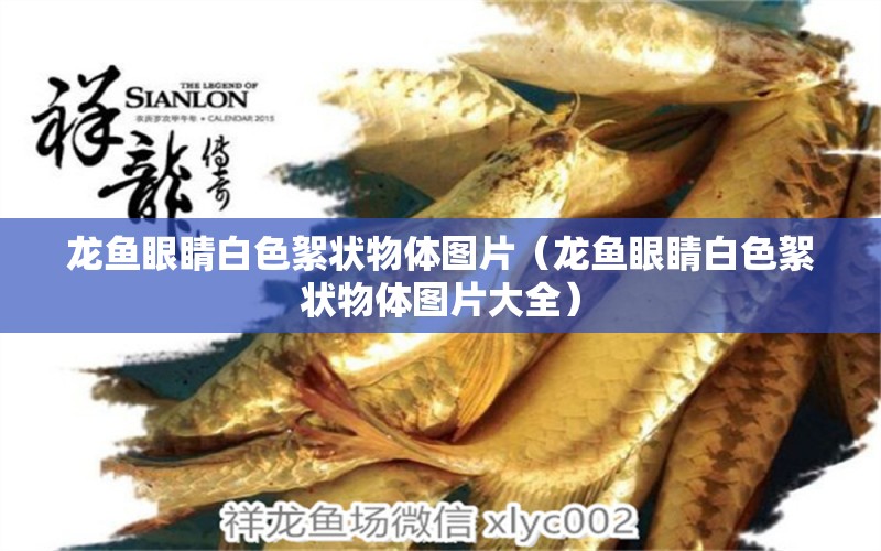 龍魚(yú)眼睛白色絮狀物體圖片（龍魚(yú)眼睛白色絮狀物體圖片大全）