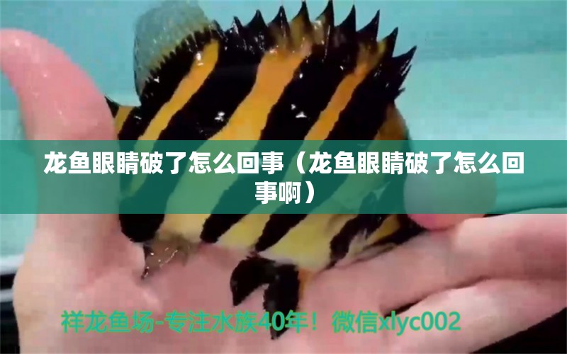 龍魚(yú)眼睛破了怎么回事（龍魚(yú)眼睛破了怎么回事?。?祥龍水族醫(yī)院