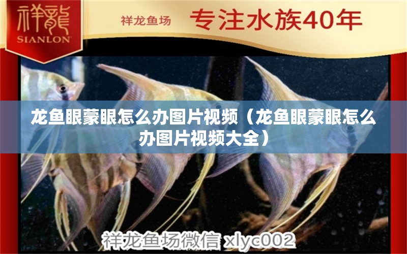 龍魚眼蒙眼怎么辦圖片視頻（龍魚眼蒙眼怎么辦圖片視頻大全） 祥龍水族醫(yī)院