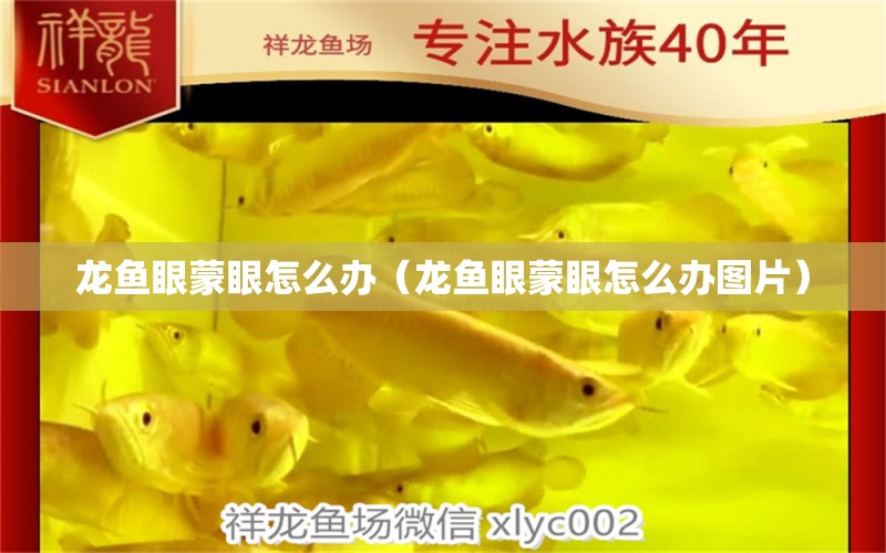 龍魚眼蒙眼怎么辦（龍魚眼蒙眼怎么辦圖片）