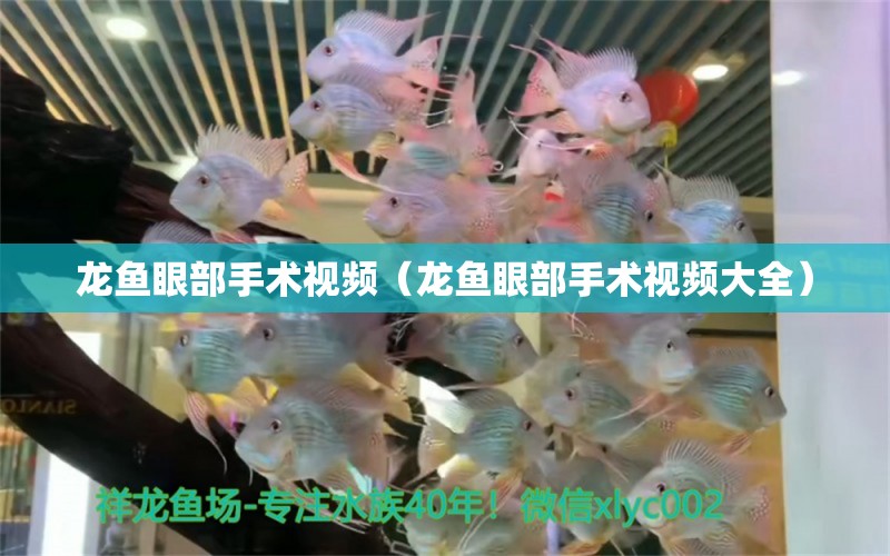 龍魚眼部手術(shù)視頻（龍魚眼部手術(shù)視頻大全）