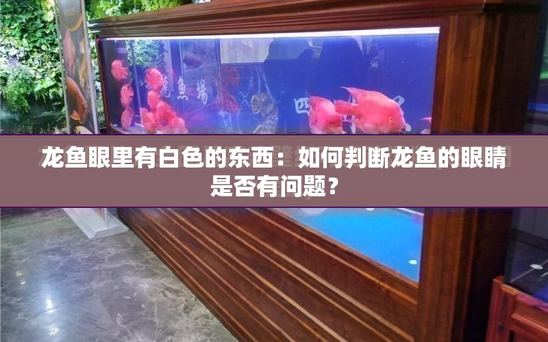 龍魚眼里有白色的東西：如何判斷龍魚的眼睛是否有問題？ 水族問答