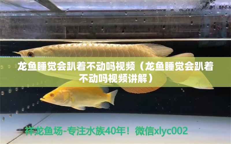 龍魚睡覺會趴著不動嗎視頻（龍魚睡覺會趴著不動嗎視頻講解） 廣州龍魚批發(fā)市場