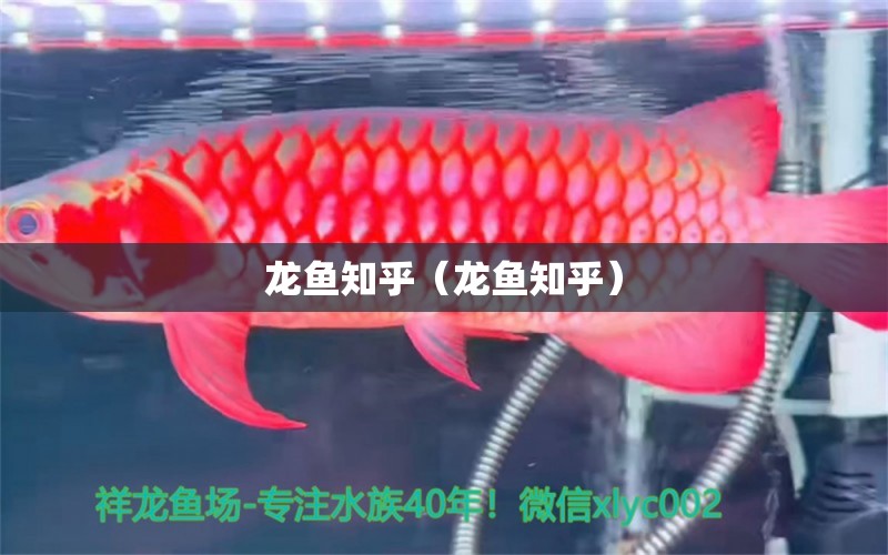 龍魚知乎（龍魚知乎） 祥龍水族醫(yī)院