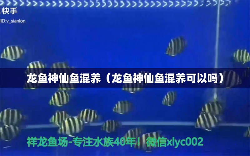 龍魚神仙魚混養(yǎng)（龍魚神仙魚混養(yǎng)可以嗎）