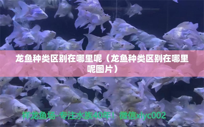 龍魚種類區(qū)別在哪里呢（龍魚種類區(qū)別在哪里呢圖片） 龍魚疾病與治療