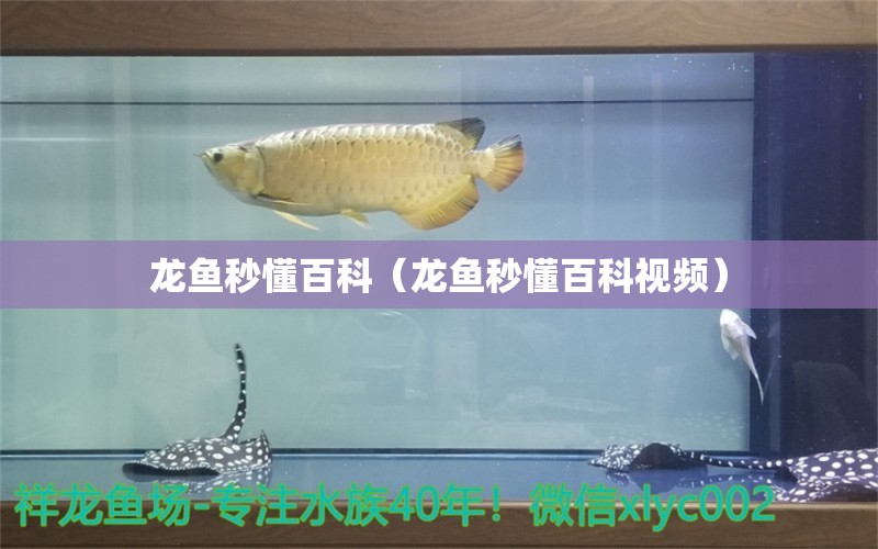 龍魚秒懂百科（龍魚秒懂百科視頻） 廣州龍魚批發(fā)市場