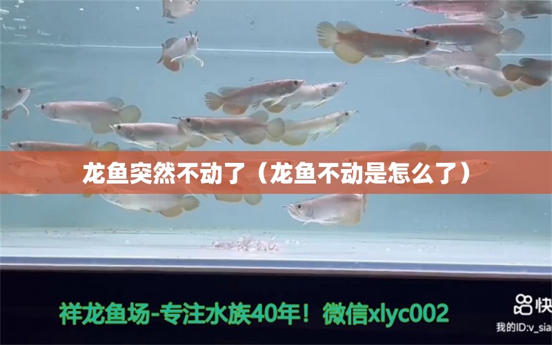 龍魚突然不動了（龍魚不動是怎么了） 龍魚疾病與治療