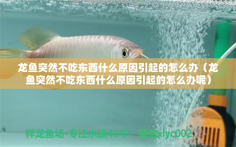 龍魚突然不吃東西什么原因引起的怎么辦（龍魚突然不吃東西什么原因引起的怎么辦呢）