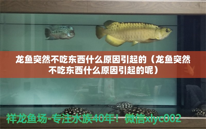 龍魚突然不吃東西什么原因引起的（龍魚突然不吃東西什么原因引起的呢） 廣州龍魚批發(fā)市場