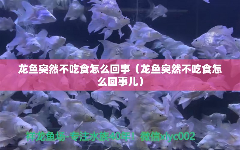 龍魚(yú)突然不吃食怎么回事（龍魚(yú)突然不吃食怎么回事兒） 龍魚(yú)疾病與治療