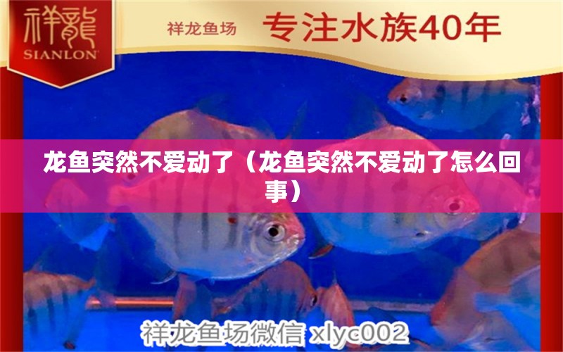 龍魚突然不愛動了（龍魚突然不愛動了怎么回事）