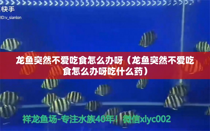 龍魚突然不愛吃食怎么辦呀（龍魚突然不愛吃食怎么辦呀吃什么藥） 觀賞魚