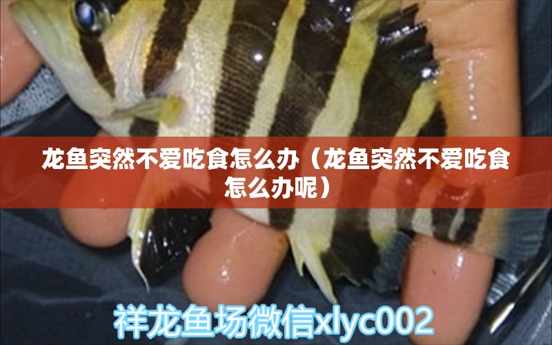 龍魚突然不愛吃食怎么辦（龍魚突然不愛吃食怎么辦呢） 水族品牌