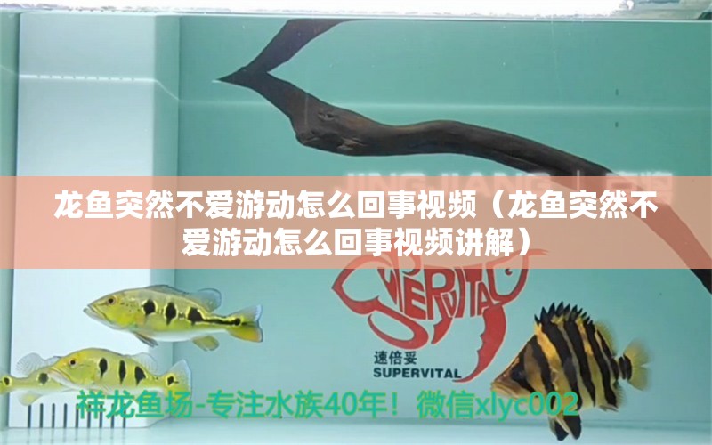 龍魚突然不愛游動怎么回事視頻（龍魚突然不愛游動怎么回事視頻講解）