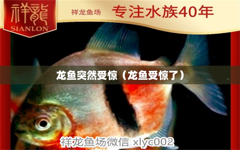 龍魚突然受驚（龍魚受驚了） 龍魚疾病與治療