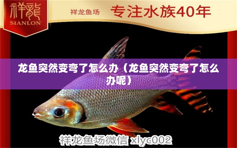 龍魚突然變彎了怎么辦（龍魚突然變彎了怎么辦呢）