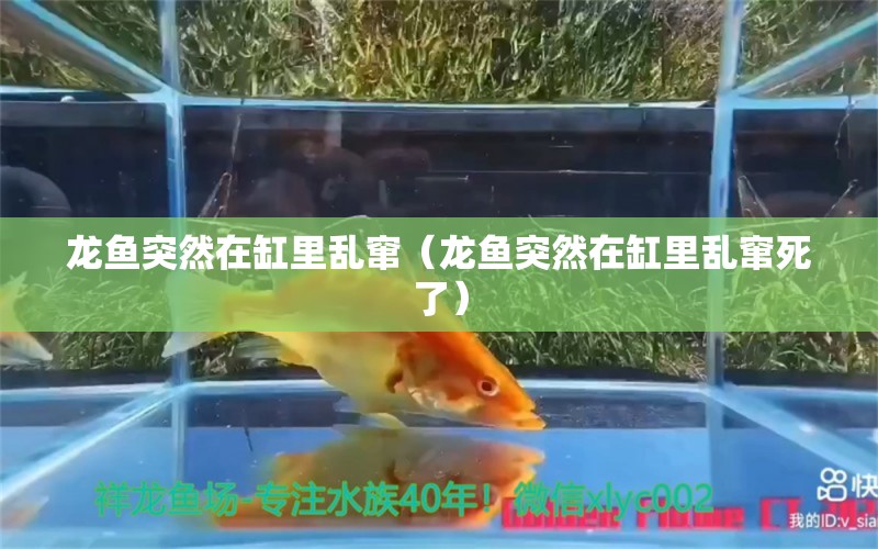 龍魚突然在缸里亂竄（龍魚突然在缸里亂竄死了）