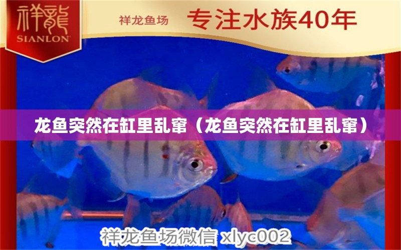 龍魚(yú)突然在缸里亂竄（龍魚(yú)突然在缸里亂竄）