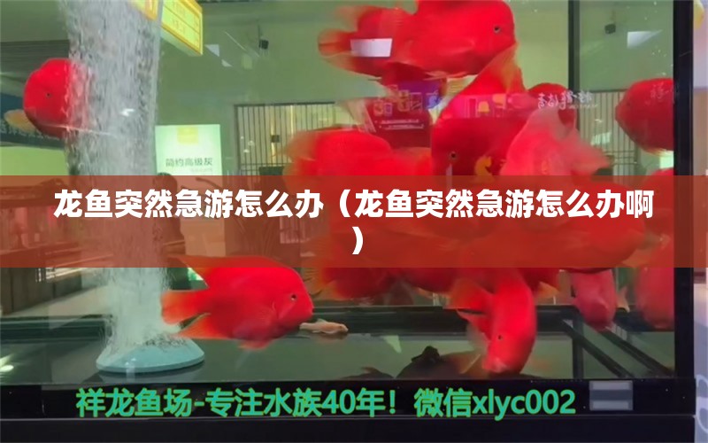 龍魚突然急游怎么辦（龍魚突然急游怎么辦?。?龍魚疾病與治療