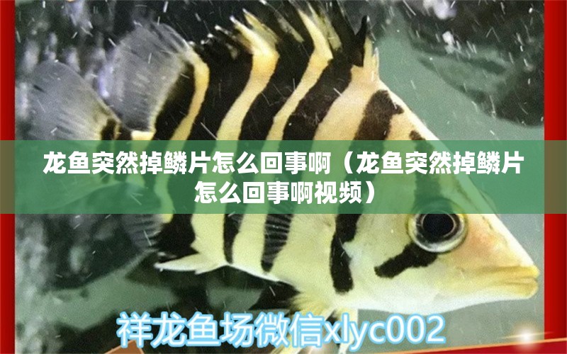 龍魚(yú)突然掉鱗片怎么回事?。堲~(yú)突然掉鱗片怎么回事啊視頻） 龍魚(yú)疾病與治療