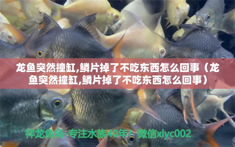 龍魚突然撞缸,鱗片掉了不吃東西怎么回事（龍魚突然撞缸,鱗片掉了不吃東西怎么回事）