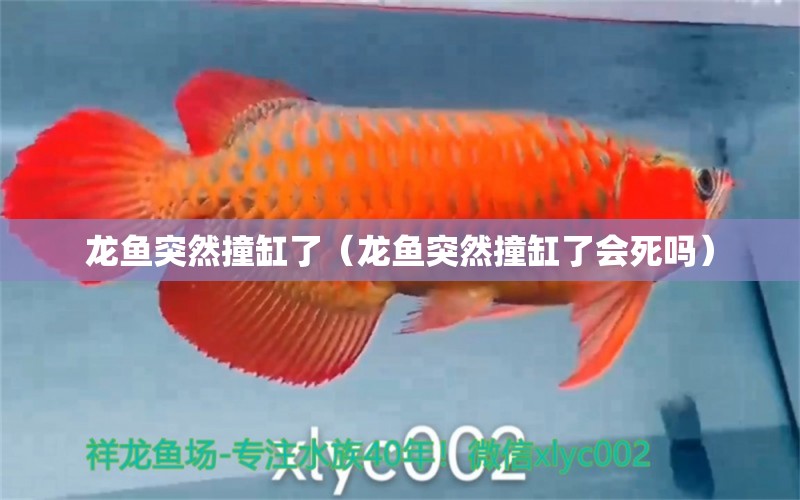 龍魚突然撞缸了（龍魚突然撞缸了會(huì)死嗎） 觀賞魚