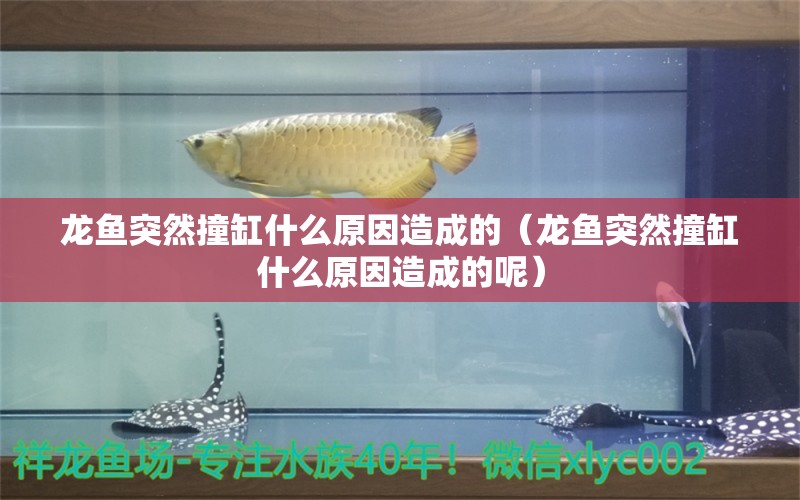 龍魚(yú)突然撞缸什么原因造成的（龍魚(yú)突然撞缸什么原因造成的呢）