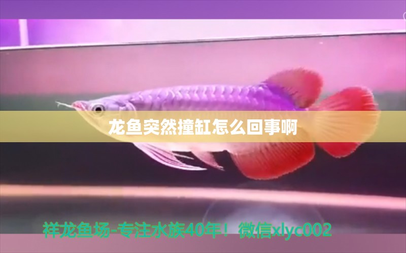 龍魚突然撞缸怎么回事啊 祥龍魚場